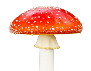 Vibrant Red Fly Agaric Mushroom with White Spots Isolated on Transparent Background