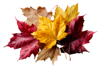 Colorful autumn leaves arranged on a surface