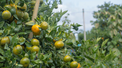 Green and ripening citrus fruit on a tree branch, ready for harvest in a bright field