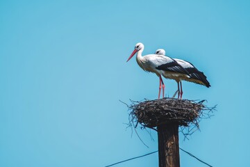 Fototapeta premium Single stork on nest framed by cyan sky, minimalist composition