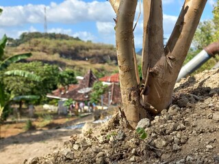 Tree Roots Above Ground in Rural Village Landscape Scenery