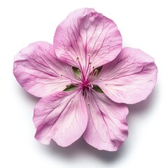 Delicate, light pink flower, centered on white