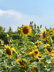 ひまわりと夏の空２