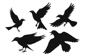 Bundle of 6 Silhouette Wild Crows in Natural Actions: Pecking, Flying, Perching, and Fighting