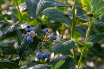 Bright blueberries are seen developing on the bush in a lush garden, signaling the peak of summer's...