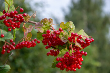 Clusters of bright red berries with green leaves are seen hanging from a branch in a flourishing outdoor environment under clear skies