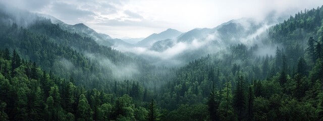 Misty mountain range shrouded in a thick blanket of fog, with dense forests clinging to the slopes