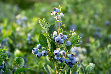 Blueberry bushes thrive under warm sunlight, showcasing ripe berries ready for harvest in a vibrant...