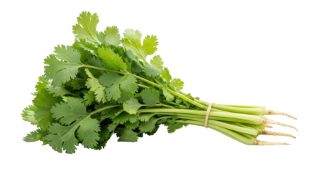 Isolated cilantro bunch