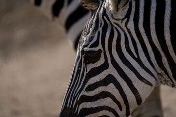 Zebra Close-Up with Distinctive Stripes