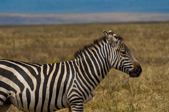 Fototapeta Zebra in the Savannah
