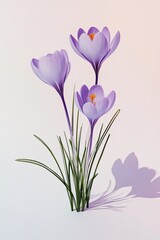 Naklejka premium Three delicate, light purple crocus flowers bloom amidst a tuft of grass. Soft shadows suggest light source