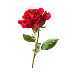 Obraz premium A vibrant red rose, isolated on transparent background