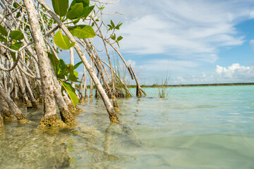 Bacalar