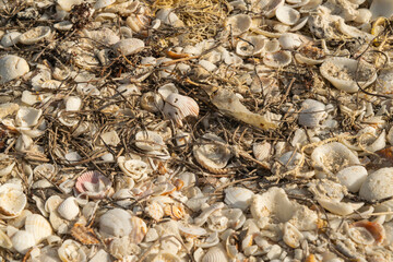 shells