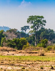 Fototapeta premium Lush forest landscape (1)