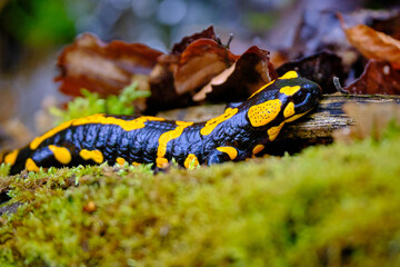 Feuersalamander im Moos