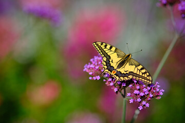 Schmetterling Schwalbenschwanz