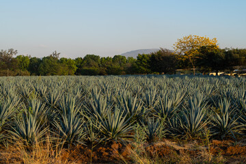 Paisaje agaves