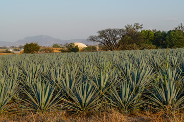 Paisaje agaves