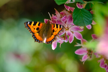 Schmetterling kleiner Fuchs