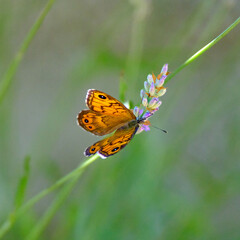 Schmetterling Monarchfalter