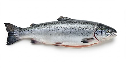 Freshwater Salmon Gleaming Under Bright Studio Lighting. AI Generated