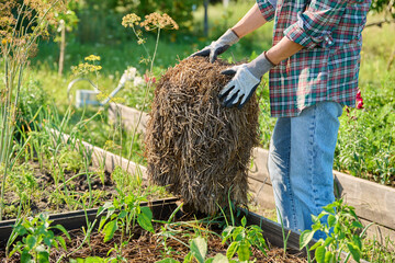 Female gardener with a bundle of hay for mulching raised wooden beds