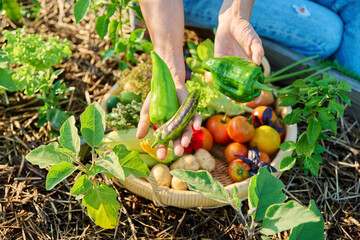 Basket with harvest of different fresh vegetables, female hands showing bell peppers