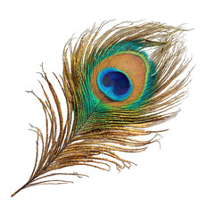 Close-up peacock feather, vibrant colors
