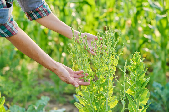Blooming lettuce plant in woman hands close up, plant in summer garden - Powered by Adobe