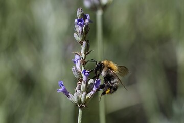 Close-up of a bumblebee collecting pollen.