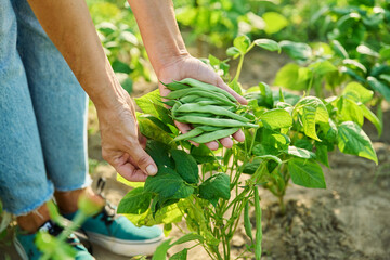 Fototapeta premium Harvest of asparagus beans in hands of female, bed with plants in background
