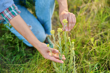 Woman hands showing wild plant Helichrysum arenarium, medicinal herbs