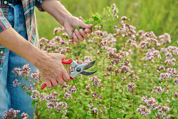 Flowering bush of spicy aromatic oregano Origanum vulgare, female hands showing plant