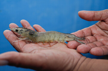 Human hands holding fresh shrimp at a shrimp farm