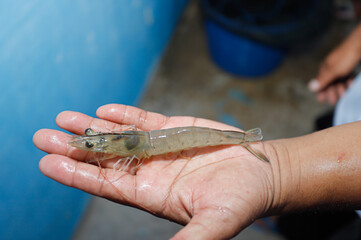 Human hands holding fresh shrimp at a shrimp farm