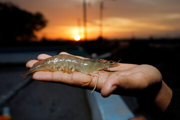 Human hands holding fresh shrimps at a shrimp farm with sunset background