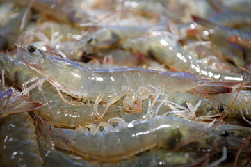 Fresh whiteleg shrimp (Litopenaeus vannamei). Seafood market