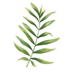 Watercolor green dypsis or Cycas branch with elongated leaves illustration on isolated background. Tropical houseplant palm leaf element for printing wall art, package, label, party invitation.