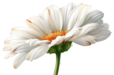 Detailed close-up of a single, white daisy.  Soft, feathery petals, delicate and slightly uneven, surrounding a central orange-yellow disc.  