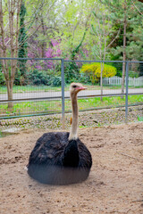 One black ostrich lies in a cage in a zoo