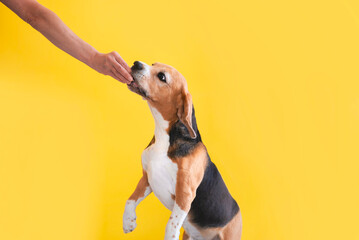 man training beagle dog with dry food in hand