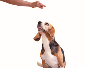 man training beagle dog with dry food in hand