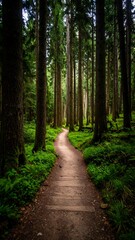 Obraz premium Lush forest path winding through trees