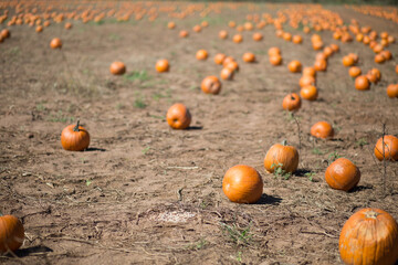 pumpkins on a field