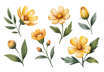 Yellow blossoms with buds and fresh green leaves in watercolor. Botanical watercolor set of yellow flower
