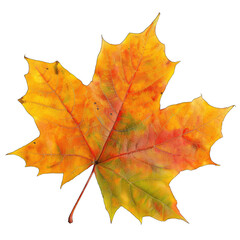 Obraz premium Vibrant autumn maple leaf (1)