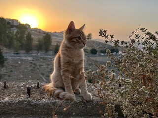 A cat is outside in nature near sunsets