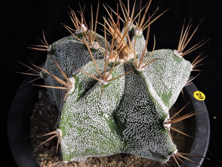 Astrophytum ornatum var. niveum (Geumjaban-ya cactus), ribbed cactus with white speckled skin, spines, and yellow flowers. Photographed in Korea.